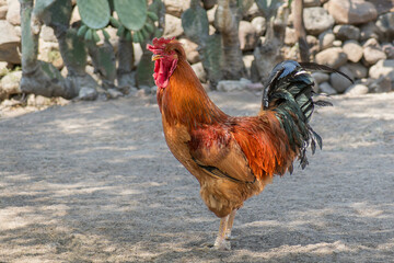 Majestic Rooster Crowing in a Sunlit Desert Yard