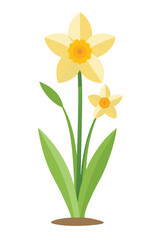 Daffodil plant minimal design vector illustration