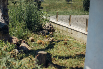 Obraz premium the group of meerkats walking around enclosure