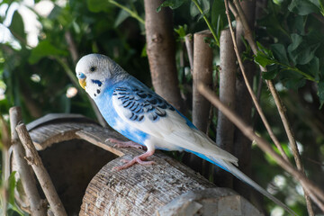 Vibrant Blue Budgerigar Perched on Wooden Log in Natural Setting
