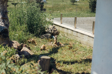 Obraz premium the group of meerkats walking around enclosure