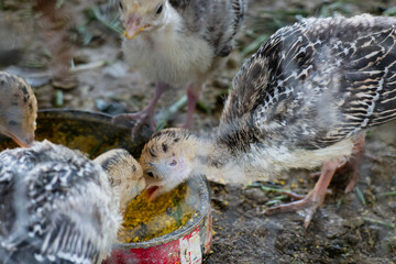Group of Baby Turkeys Feeding Outdoors on Farm