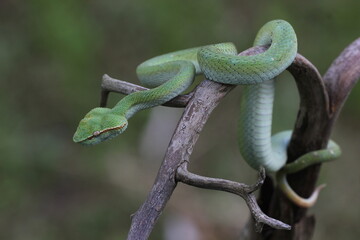 snake, viper snake, viper tropidolaemus subannulatus perched on a dry wood grove in the forest of Kalimantan 
