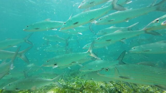 A school of bonefish swimming underwater through seagrass