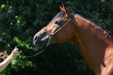 Portrait of a splendid purebred Arabian stallion against a dark green nature background