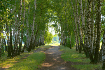 Path between birches. Beautiful summer landscape. Natural background.