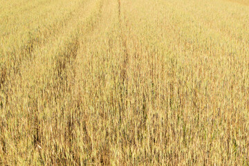 Field of Common wheat (Triticum aestivum). Bread wheat