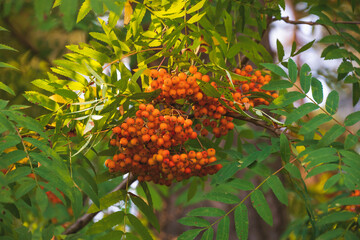 Red rowan berries on a branch, close-up.