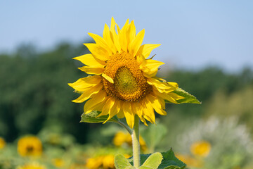 Beautiful bright yellow common sunflower (Helianthus annuus).