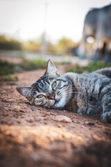 Striped cat lying on the sand floor looking tired