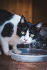 Black and white cat looking at the camera in front of its feeder