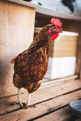 Red hen seen in profile on a farm