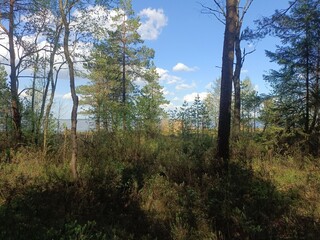 Rekyva forest and lake during sunny summer day. Pine and birch tree woodland. Wavy lake. Bushes and small trees are growing in woods. Sunny day with white clouds in sky. Nature. Rekyvos miskas.