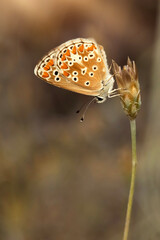 Cute Butterfly. Polyommatus icarus. Common Blue. Nature background. 
