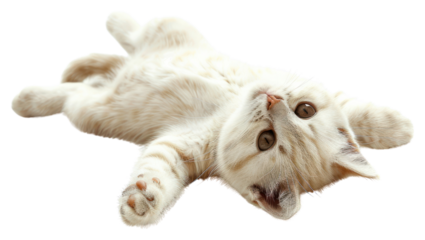 PNG Happy baby scottish fold cat animal mammal kitten.