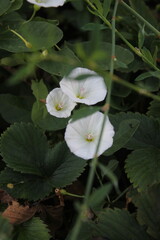 white flowers among green leaves