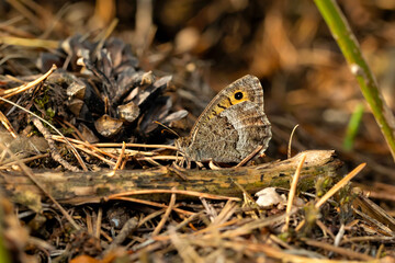 Butterfly. False Grayling. Arethusana arethusa. Nature background. 