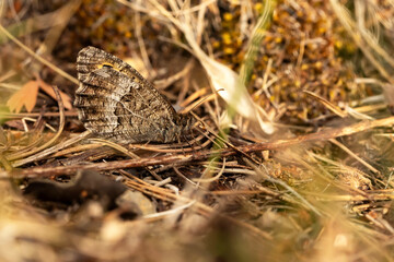 Butterfly. False Grayling. Arethusana arethusa. Nature background. 