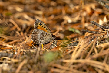 Butterfly. False Grayling. Arethusana arethusa. Nature background. 