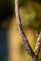 An insect that has mastered hiding. Palparini. Nature background. 