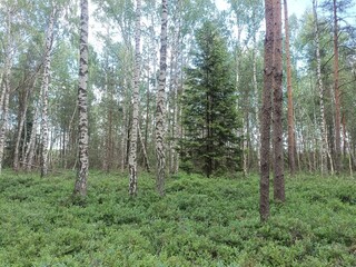 Rekyva forest during sunny summer day. Pine and birch tree woodland. Blueberry bushes are growing in woods. Sunny day with white and gray clouds in sky. Summer season. Nature. Rekyvos miskas.