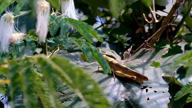 Cinematic shot of Giant leafhopper or Phyllium fulchrifolium perched on a teak leaf. Footage of beautiful and exotic animals in the wild. Graphic Resources. Animal Videography. 4K Video Resolution