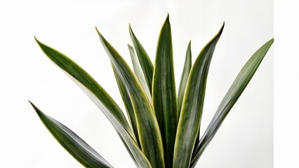 Obraz premium Vibrant green leaves of a plant against a white background