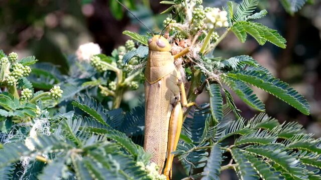 Cinematic shot of Giant leafhopper or Phyllium fulchrifolium camouflaged among the leaves. Footage of beautiful and exotic animals in the wild. Graphic Resources. Animal Videography. 4K Resolution 