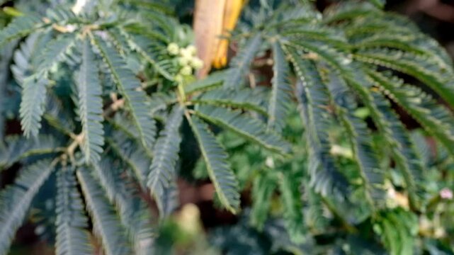 Cinematic shot of Giant leafhopper or Phyllium fulchrifolium camouflaged among the leaves. Footage of beautiful and exotic animals in the wild. Graphic Resources. Animal Videography. 4K Resolution 