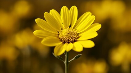 Obraz premium Bright and Beautiful A Sunflowers Smile