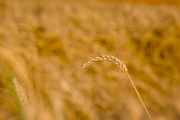 ripe ear of rye in the field close-up