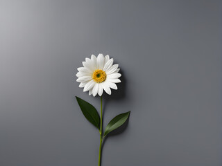 Obraz premium White daisy flower on gray background. Flat lay, top view