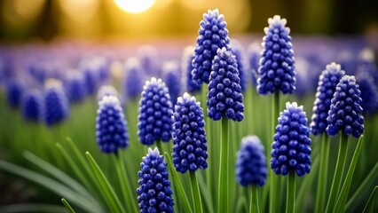  Blooming with joy  A field of vibrant bluebells