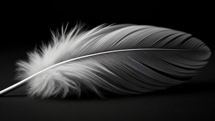 Obraz premium Elegant feather perfect for artistic compositions