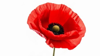  Blooming Red Poppy in Focus