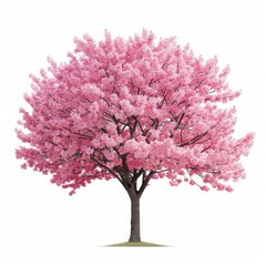 Obraz premium Beautiful blooming cherry blossom tree in full bloom with vibrant pink flowers isolated on white background.