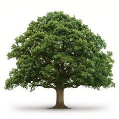 Fototapeta premium Majestic oak tree with lush green foliage, symbolizing strength and stability. Ideal for nature, environment, and outdoor themes.