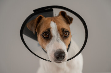 Jack Russell Terrier dog in a veterinary collar against scratching. 