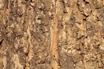 Close-up of tree bark with old natural pattern for background and design.