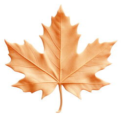 Obraz premium PNG Maple leaf plant tree.