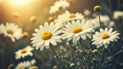 Fototapeta premium Blooming Sunshine A Field of Joy