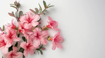 Fotobehang Beautiful pink azaleas flowers in bloom on white background © Robert Kneschke