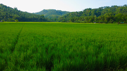 Fototapeta premium View of a green rice field. View of straight shoots in a huge rice field against the backdrop of mountains.