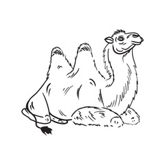 Sitting camel with traditional tissue seat for riding in black isolated on white background. Hand drawn vector sketch illustration in doodle engraved vintage line art style. Egypt desert, travel