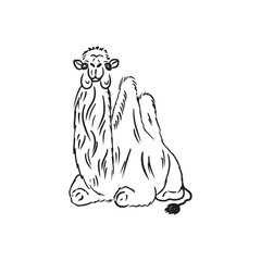 Sitting camel with traditional tissue seat for riding in black isolated on white background. Hand drawn vector sketch illustration in doodle engraved vintage line art style. Egypt desert, travel