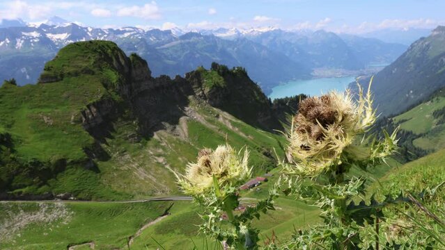 Mountain flower with alpine background, Spiniest thistle plant