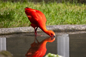 Scarlet Ibis bird Eudocimus ruber foraging on the ground