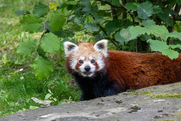 Western red panda (Ailurus fulgens fulgens), also known as the Nepalese red panda.