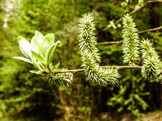 Spring, blooming buds on the tree.