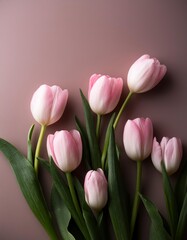 Fototapeta premium Pink Tulips on Pink Background - Beautiful Flowers for Spring - Colored Tullips - Background for Mother's Day, Woman's Day, Valentine's Day or Birthday - Space for Copy or Text